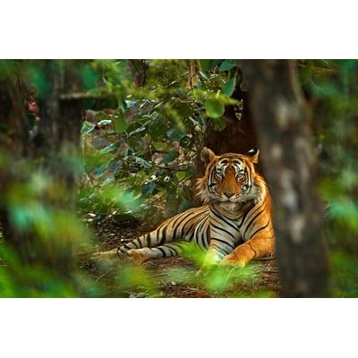Papermoon "Tiger im Wald"