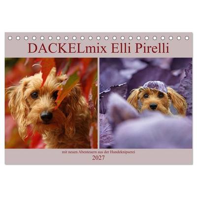 DACKELmix Elli Pirelli (Tischkalender 2027 DIN A5 quer), CALVENDO Monatskalender