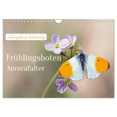 Frühlingsboten Aurorafalter (Wandkalender 2027 DIN A4 quer), CALVENDO Monatskalender