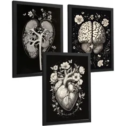 POSTER Set aus 3 Anatomie Mensch Drucke und Wandbilder mit Niere Harnsystem Gehirn und Herz Klassisches Schwarz Weiß Design Größe Schwarzer Rahmen A3