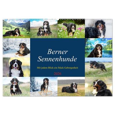 Berner Sennenhunde - Mit jedem Blick ein Stück Geborgenheit (Wandkalender 2026 DIN A2 quer), CALVENDO Monatskalender
