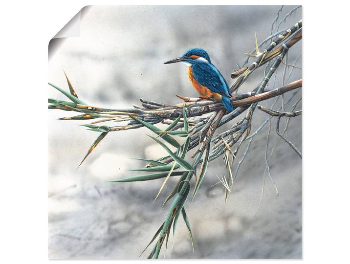 Wandbild ARTLAND Eisvogel I , weiss (farbe bild(er): weiß), B:30cm H:30cm, Bilder, Wandbild, als Leinwandbild, Poster in verschied. Grössen
