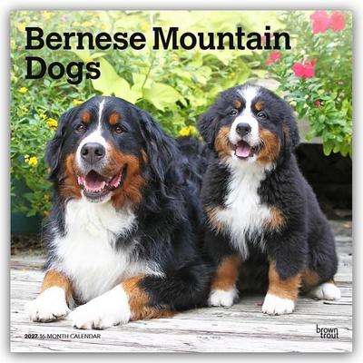 Bernese Mountain Dogs – Berner Sennenhund 2027 – 16-Monatskalender