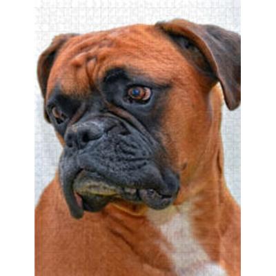 CALVENDO Puzzle Deutscher Boxer 1000 Teile Lege-Größe 480 x 640 cm Foto-Puzzle Bild von Peter Roder