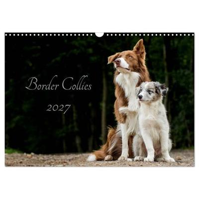 Border Collies 2027 (Wandkalender 2027 DIN A3 quer), CALVENDO Monatskalender