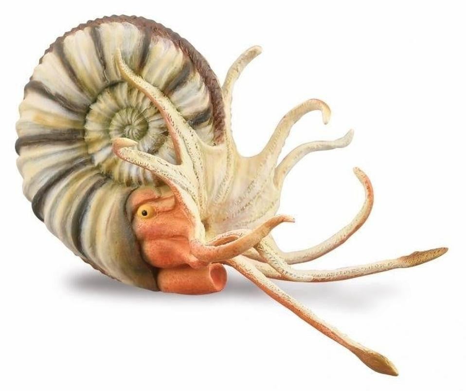 Collecta Pleuroceras Ammoniet XL
