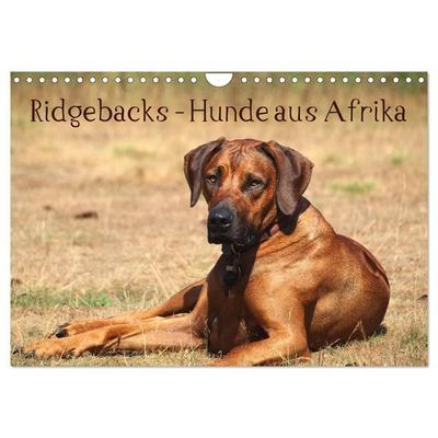 Ridgebacks - Hunde aus Afrika (Wandkalender 2027 DIN A4 quer), CALVENDO Monatskalender