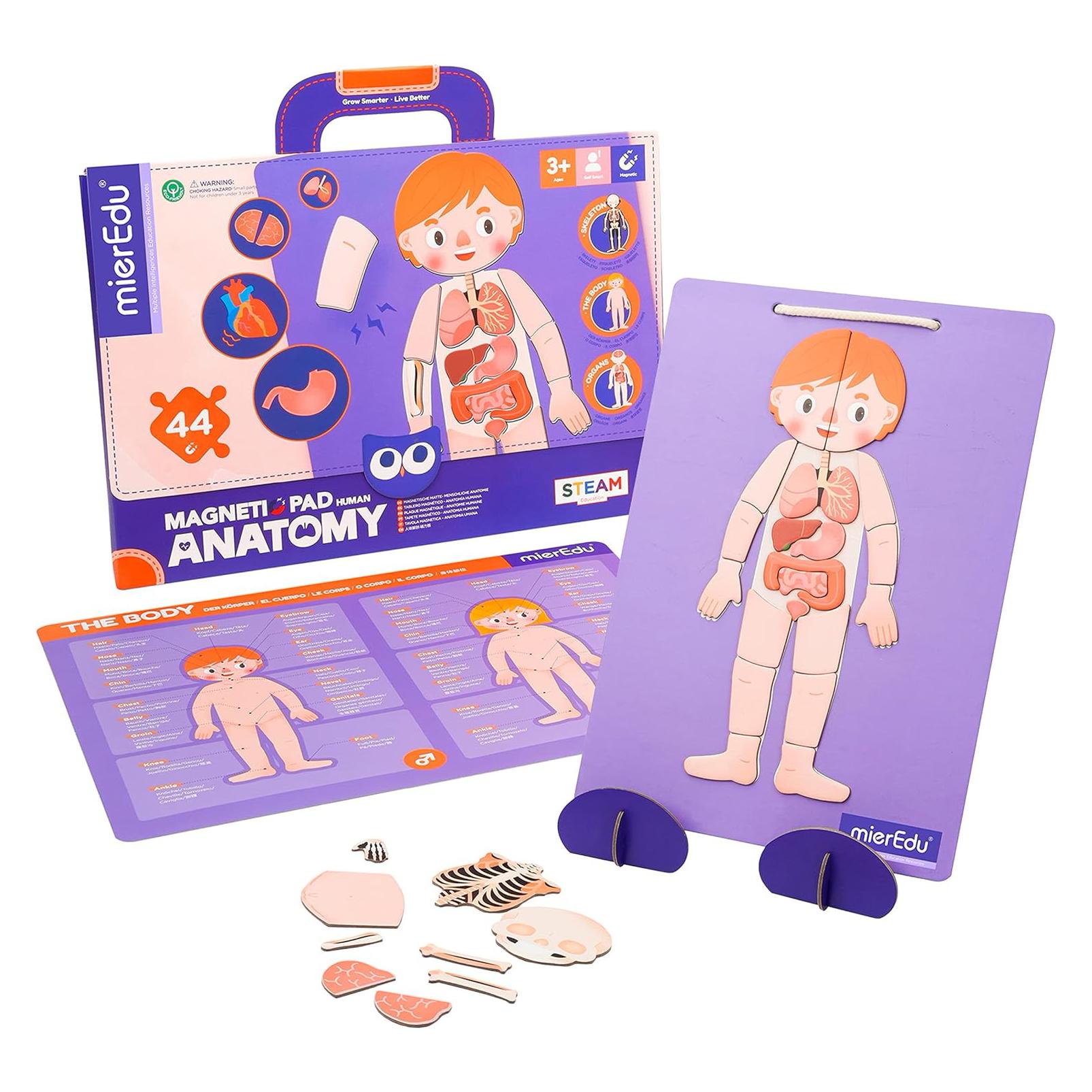 mierEdu Magnet Pad - Menschliche Anatomie (Deutsch, Englisch, Französisch, Italienisch, Multilingual) (ME0511)