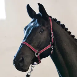 Horse Guard RIO Halfter - korallenfarben - Vollblut
