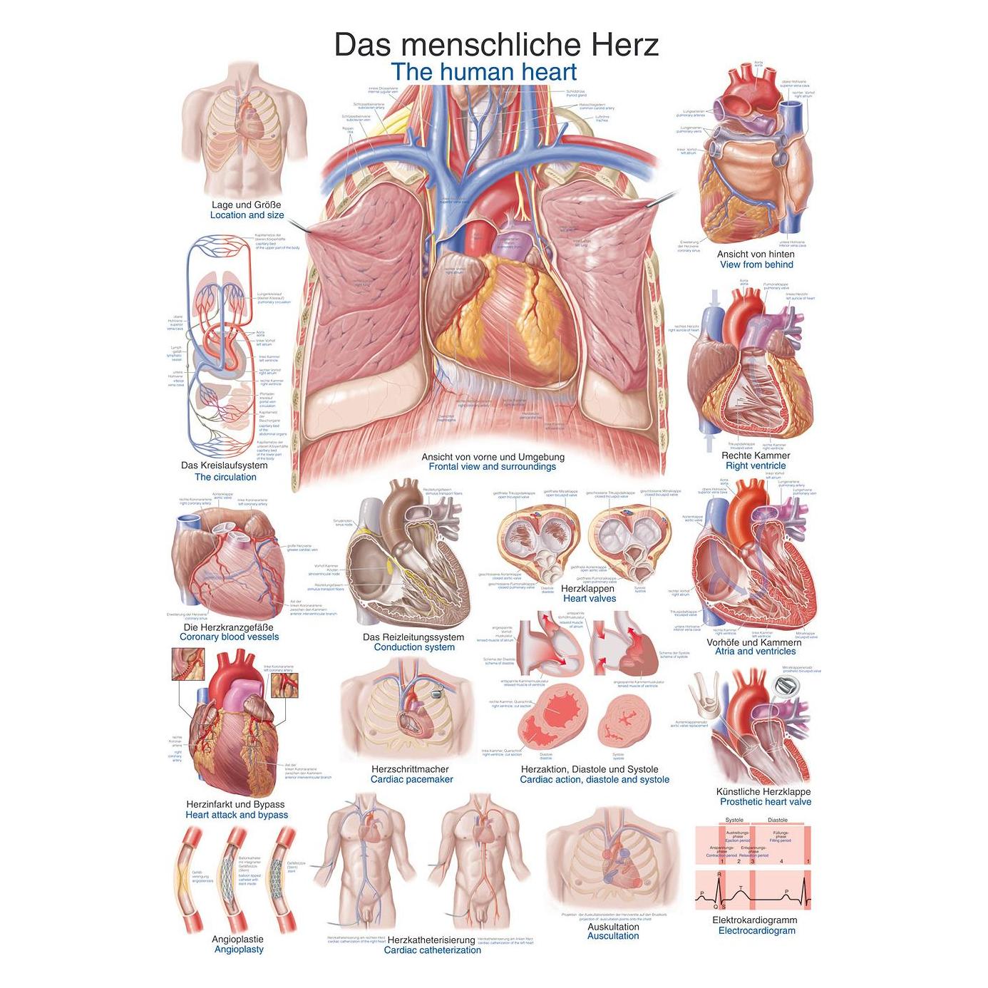 Erler Zimmer Lehrtafel Das menschliche Herz, 70x100cm (EZ-AL112)