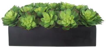 Creative Labs Echeveria Arrangement in Fiberstone Planter