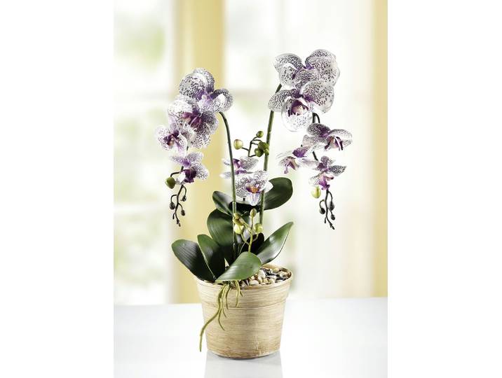 Orchidee im Topf