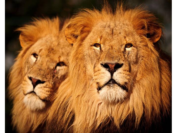 Fototapete PAPERMOON Male Lions , bunt, B:2,5m L:1,86m, Vlies, Tapeten, Fototapete