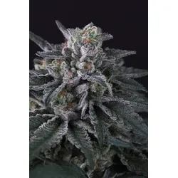 Paradise Seeds Gulupa 5 Samen - 5