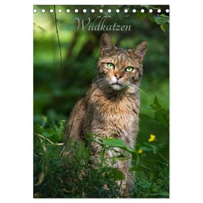 Wildkatzen - scheue Jäger (Tischkalender 2027 DIN A5 hoch), CALVENDO Monatskalender