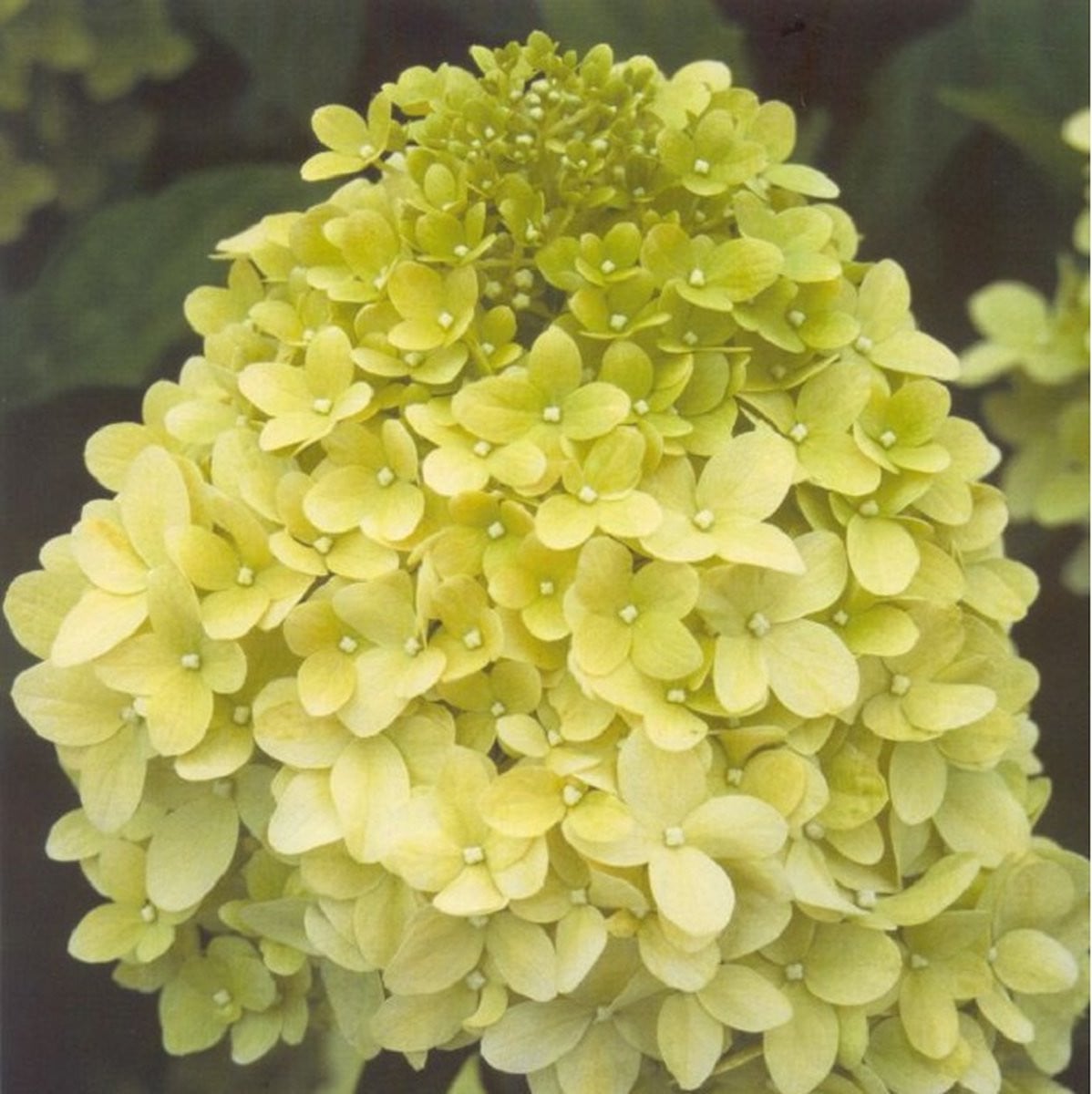 Hydrangea paniculata Limelight Pluimhortensia 40-50 cm pot