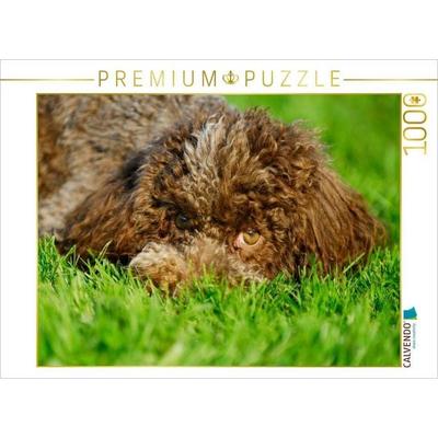 CALVENDO Puzzle Lagotto Romagnolo - Italienischer Trüffelhund | 1000 Teile Lege-Größe 64x48cm Foto-Puzzle für glückliche Stunden