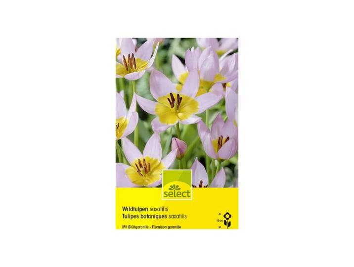 Select Blumenzwiebel Wildtulpe Saxatilis 12 Stück
