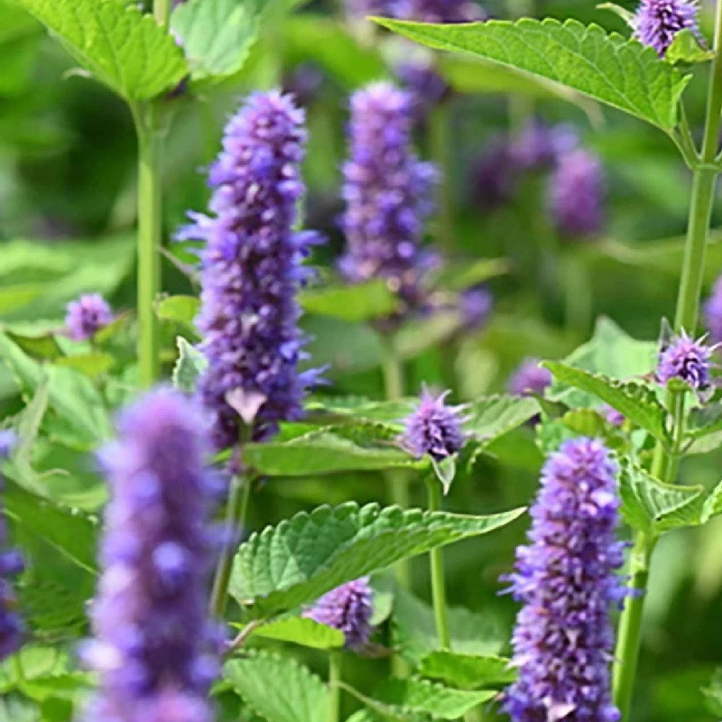 6 x Agastache Little Adder Geurige Netel - Pot van 9x9 cm