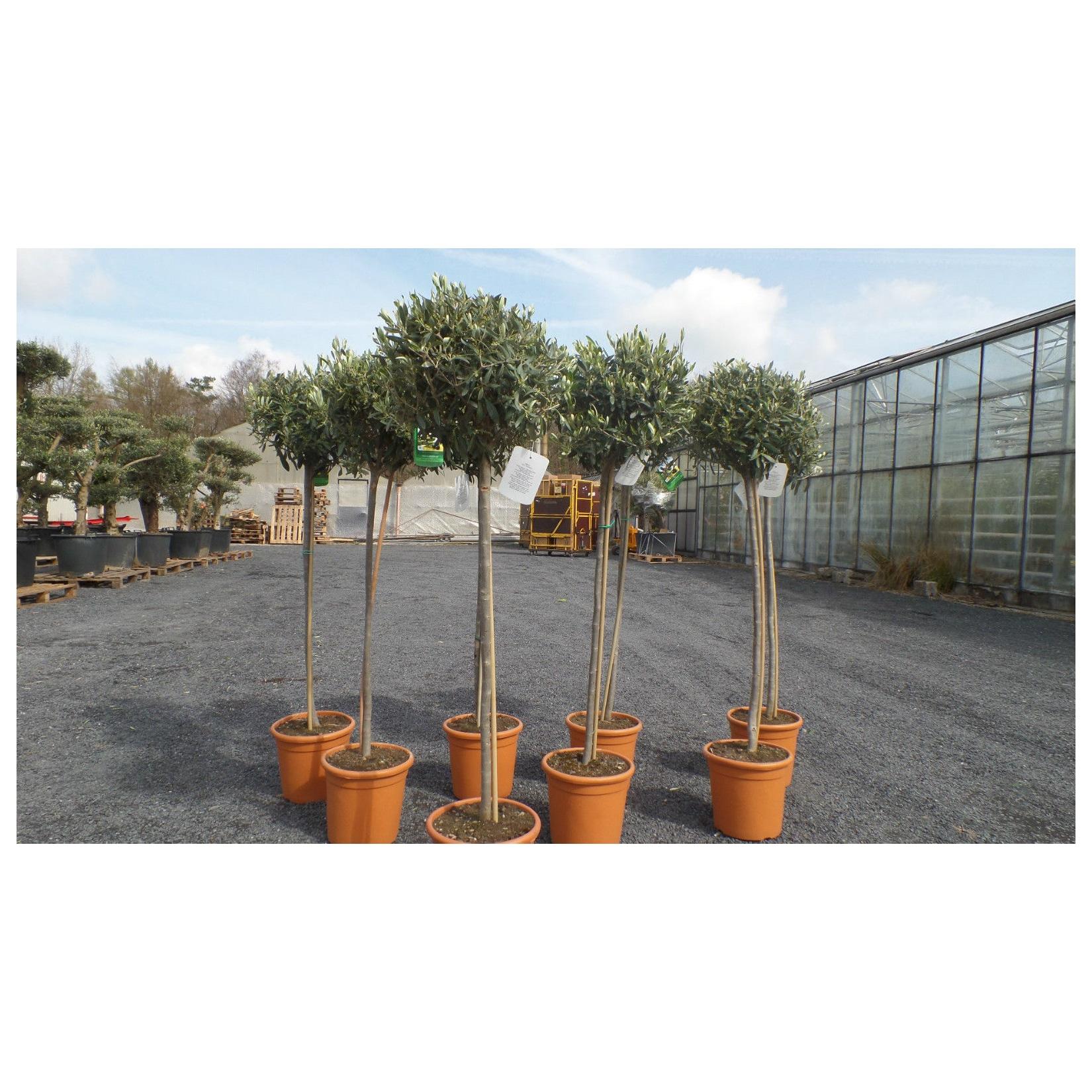 Olivenbaum Olive 160 - 180 cm Hochstamm, beste Qualität, winterhart