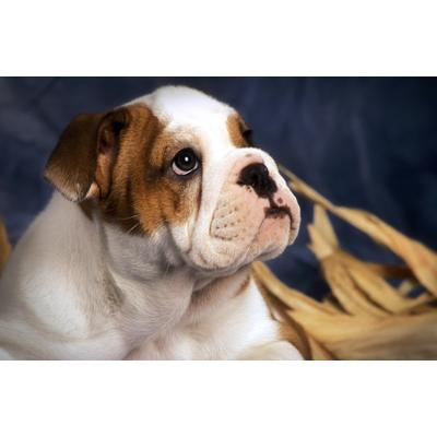 Papermoon "BULLDOG-TIERE HUND BULLDOGE HUNDE WANDDEKO WANDBILD XXL"
