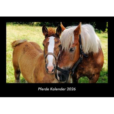 Pferde Kalender 2026 Fotokalender DIN A3