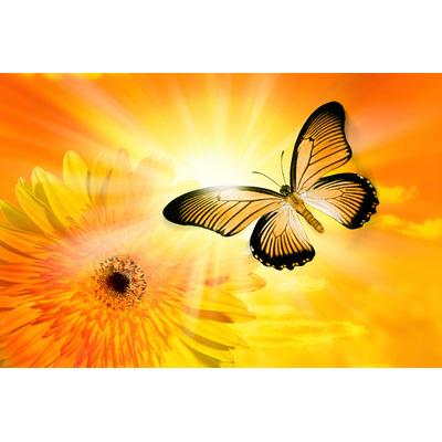 Fototapete PAPERMOON "Schmetterling", bunt, B:3m L:2,23m, Vlies, Tapeten