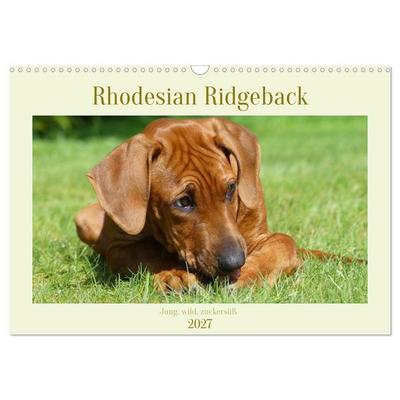 Rhodesian Ridgeback - Jung, wild, zuckersüß (Wandkalender 2027 DIN A3 quer), CALVENDO Monatskalender