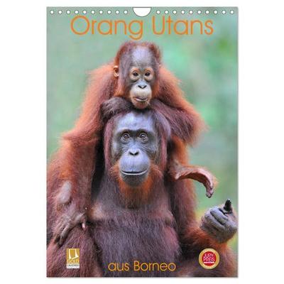 Orang Utans aus Borneo (Wandkalender 2027 DIN A4 hoch), CALVENDO Monatskalender
