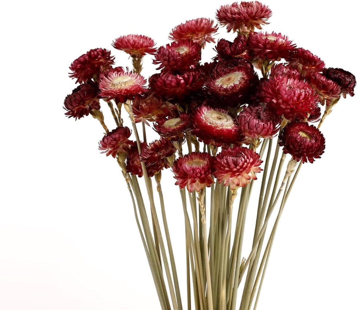 Gedroogd boeket met 40 stuks paarse bloemen voor woondecoratie, 100% natuurlijk