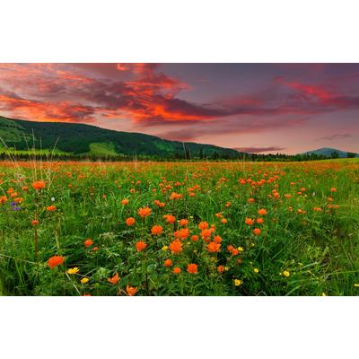Fototapete PAPERMOON "BLUMEN-WIESE-GEBIRGE NATUR GRÜN SONNE BERG HIMMEL FELD", bunt, B:3,5m L:2,6m, Vlies, Tapeten
