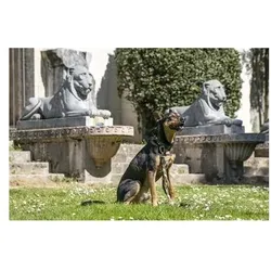Morso Hondenriem Verstelbaar Gerecycled Full Metal Dog Bruin (Hund, Allgemein), Halsband + Leine