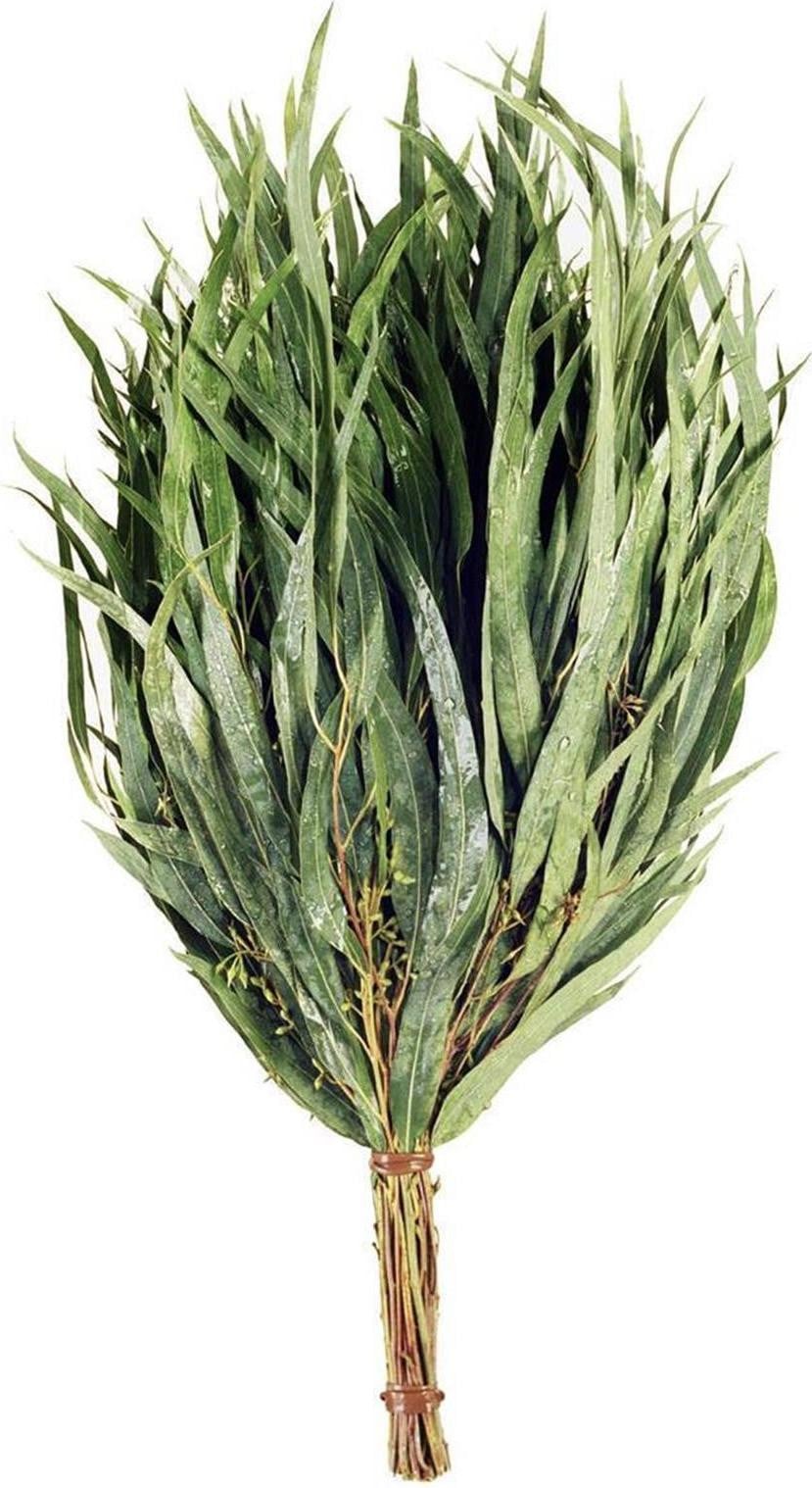 NesFin Eucalyptus takken