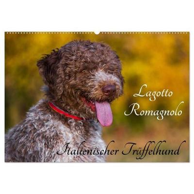 Lagotto Romagnolo - Italienischer Trüffelhund (Wandkalender 2027 DIN A2 quer), CALVENDO Monatskalender