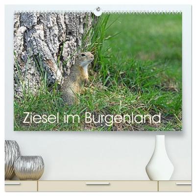 Ziesel im Burgenland (hochwertiger Premium Wandkalender 2026 DIN A2 quer), Kunstdruck in Hochglanz