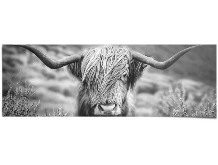 Poster REINDERS Highlander Bulle Tiermotiv - Nahaufnahme - Hochlandrind Bild , schwarz (farbe bild(er): schwarz, weiß), B:158cm H:53cm, Papier, Bilder, Poster