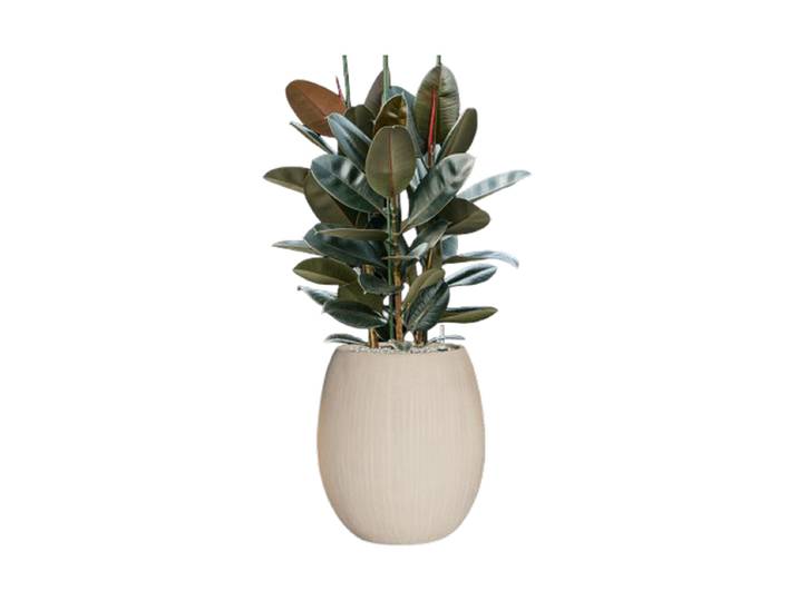 Pflanzen Arrangement „Ficus elastica 'Abidjan' in Polystone Coated Plain“ Baq Design