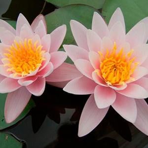 FloraSelf Moerings Nymphaea Carnea Waterlelie in 3L Mand