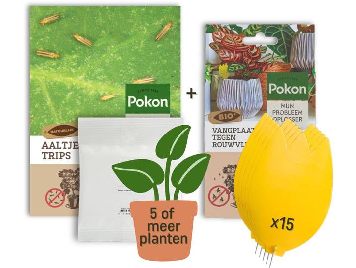 Pokon Trips Bestrijding Pakket - Aaltjes voor meer dan 5 planten & 15 Bio Vangplaatjes - Tegen trips bij kamerplanten