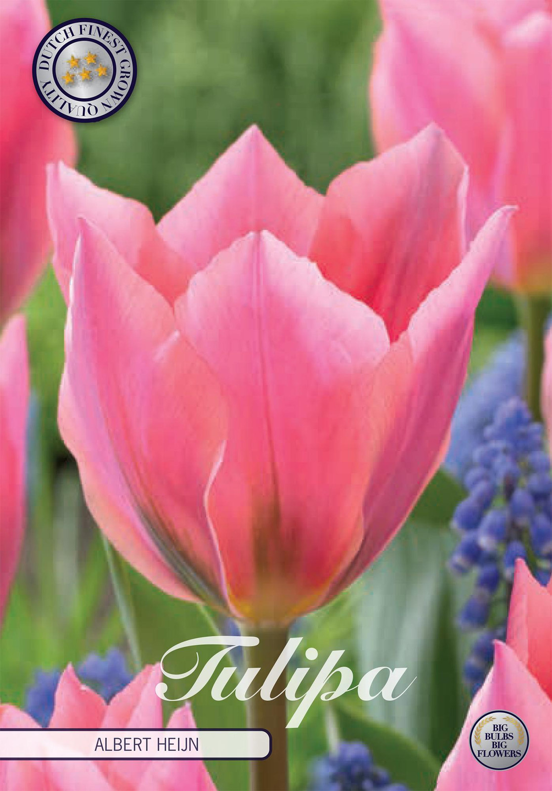 Sam van Schooten Tulpbollen Albert Heijn Tulpen (7 stuks)