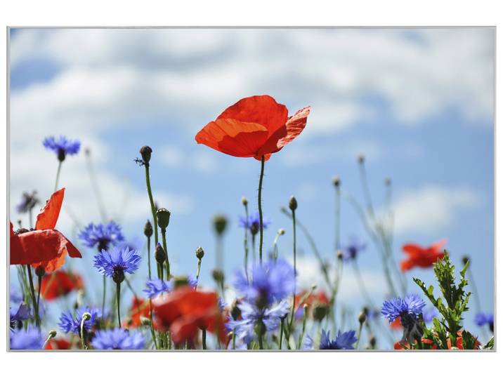 Bild mit Rahmen Blüten Vor Blauem Himmel image LAND