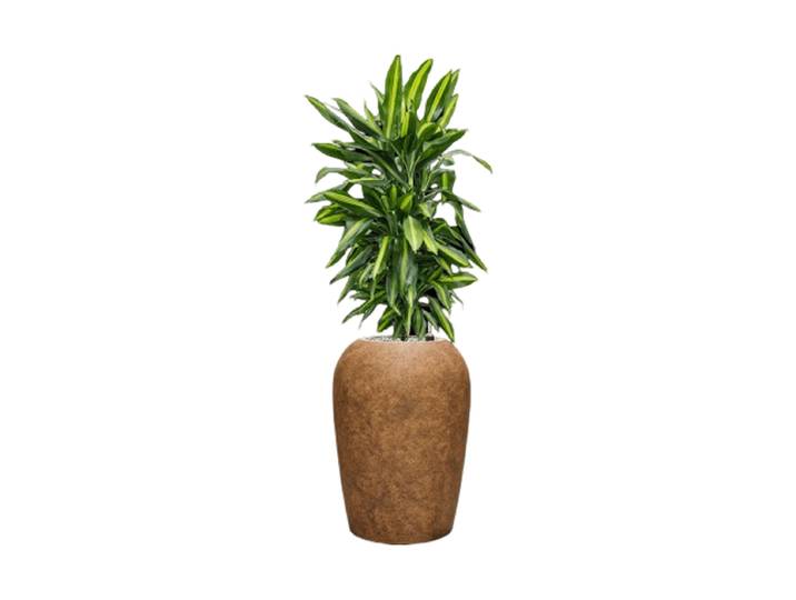 Pflanzen Arrangement „Dracaena fragrans Cintho in Mineral“, Höhe 115-125 cm Baq Design