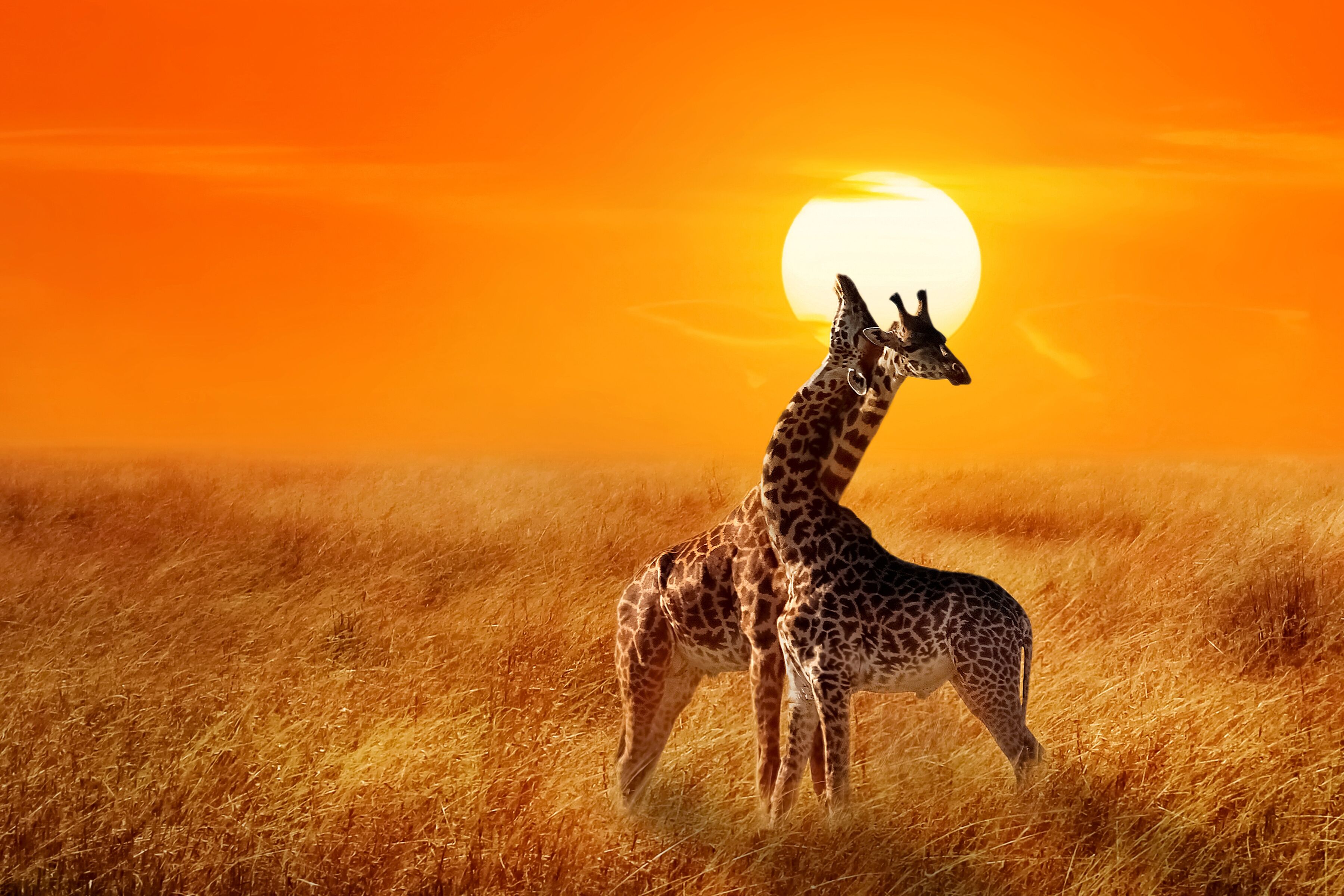 Fototapete PAPERMOON "Giraffes against Sunset", bunt, B:4m L:2,6m, Vlies, Tapeten, Fototapete bunt B/L: 4m x 2,6m, Bahnen: 8 Stk.