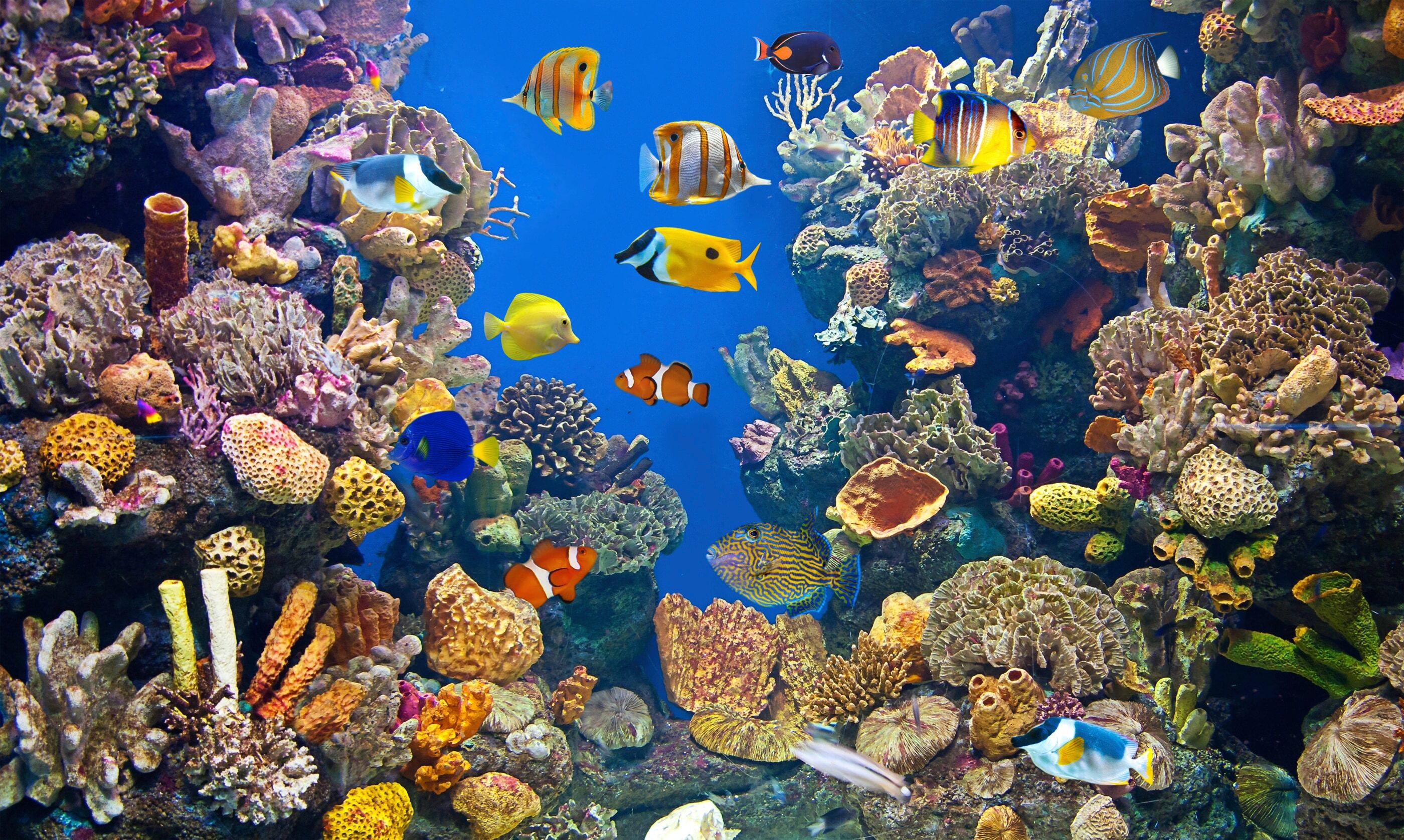 Fototapete PAPERMOON "UNTERWASSER-WELT-FISCHE KORALLE SEE MEER TIERE OZEAN", bunt, B:3m L:2,23m, Vlies, Tapeten