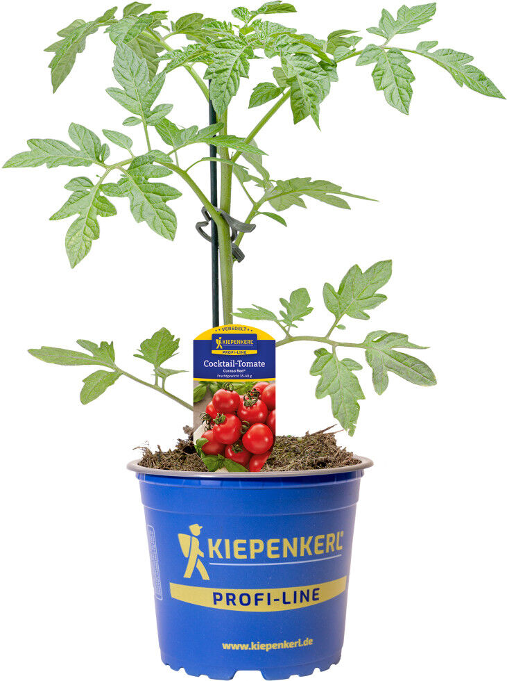 Pflanzen Gemüsepflanze veredelte Sorten Tomate 12 cm Topf