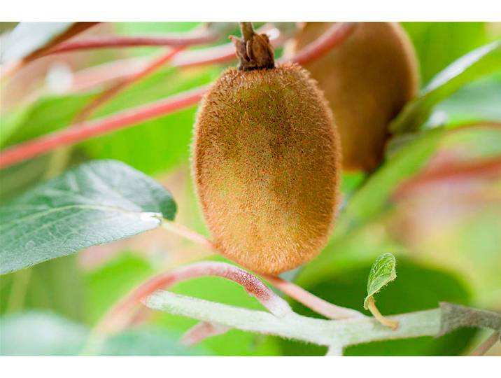 Kiwi Hayward 20 cm