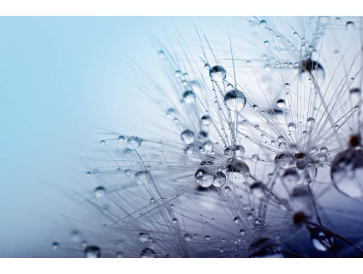 Fototapete PAPERMOON Seeds with Water Drops , bunt, B:4m L:2,6m, Vlies, Tapeten, Fototapete
