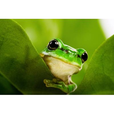 Fototapete PAPERMOON "Frosch auf Blatt", bunt, B:2,5m L:1,86m, Vlies, Tapeten