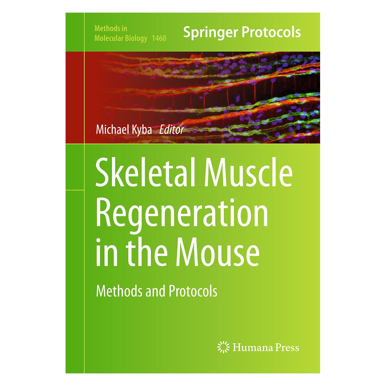 Springer Skeletal Muscle Regeneration in the Mouse (Englisch, Hardcover, Michael Kyba) (9781493938087)