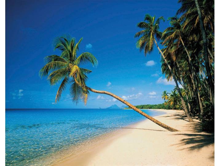 Fototapete PAPERMOON Leaning Palms , bunt, B:1,5m L:1,11m, Vlies, Tapeten, Fototapete